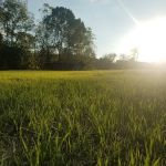Patriot and Sons Lawn Care, Inc.