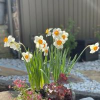 D&M Superior Yard Solutions, LLC ico