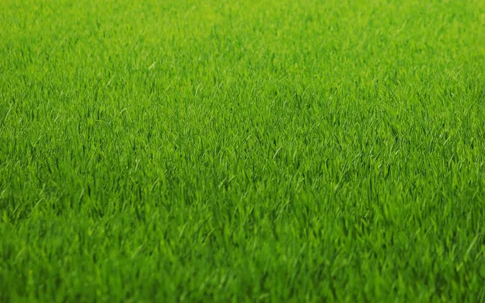 The Lawn Guy, Inc. Picture 2