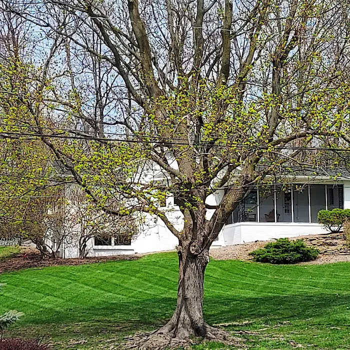 AE Lawn Care Picture 8