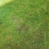 Personal Touch Lawn & Landscaping, LLC ico