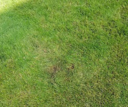 Personal Touch Lawn & Landscaping, LLC
