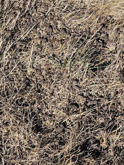 TruGreen Lawn Care Picture 3