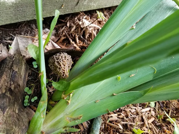 Scott's Landscape Management & Supply, Inc. Picture 4