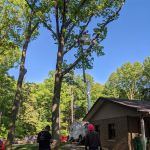 Trees Above Lawns Below