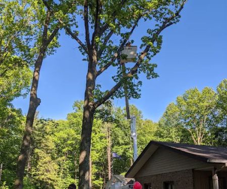 Trees Above Lawns Below