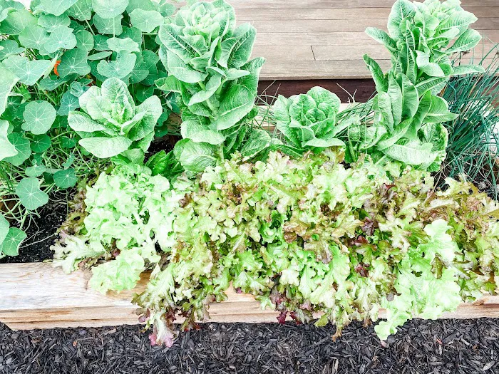 Daily Potager LLC Picture 4
