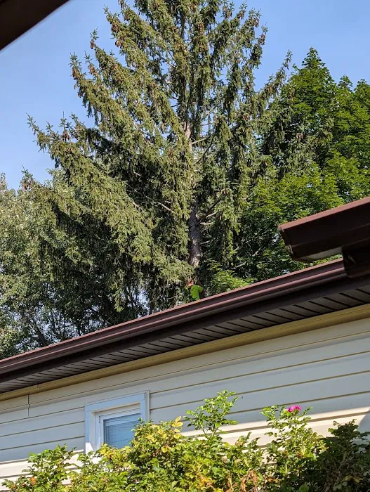 Gordon's tree service and landscaping Picture 8