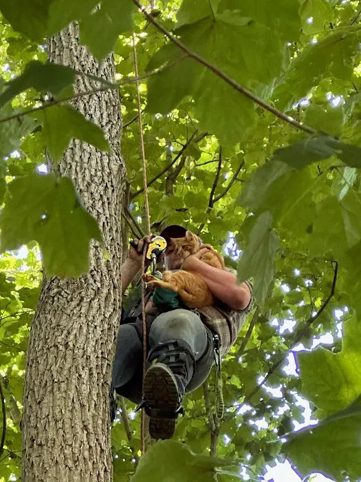 Gordon's tree service and landscaping Picture 7