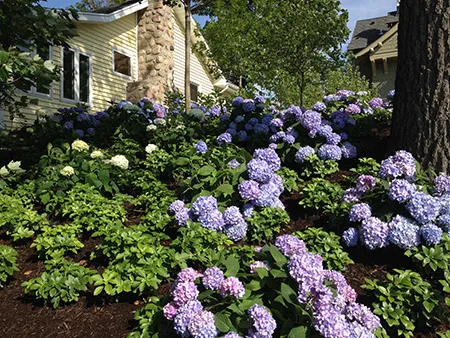 Paragon Landscape, Inc. Picture 6