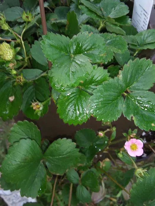 Sun Fish Lawn, Garden and Home Care Picture 3