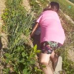 Jutte's Fruit Farm and Landscaping