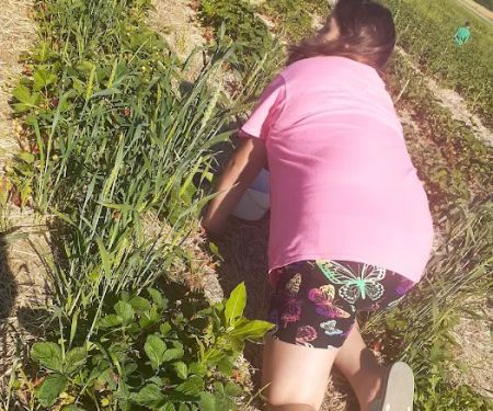 Jutte's Fruit Farm and Landscaping