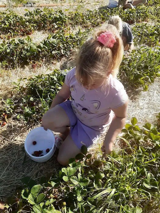 Jutte's Fruit Farm and Landscaping Picture 4
