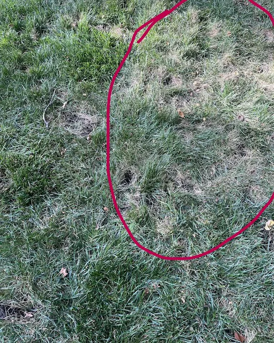 Tompkins Lawn Care, Inc. Picture 10