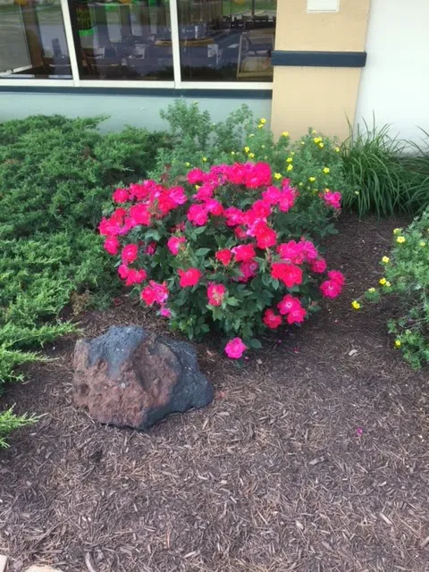 Friends of the Earth Landscaping Picture 8