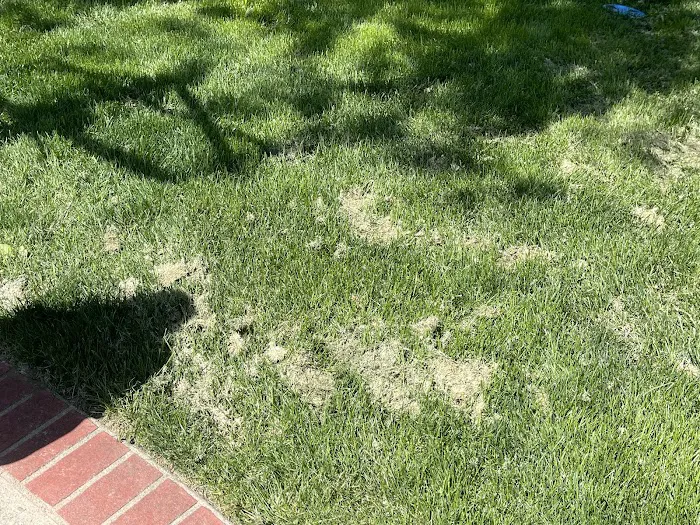 Country Club Lawn Care and Landscaping Picture 6