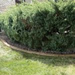 Border Magic by BB Landscaping Services LLC