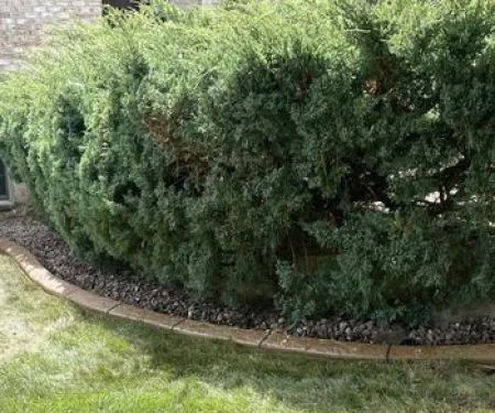 Border Magic by BB Landscaping Services LLC