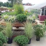 Bergman Nurseries Inc
