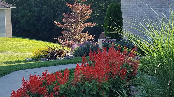 Top Notch Turf Co Picture 5