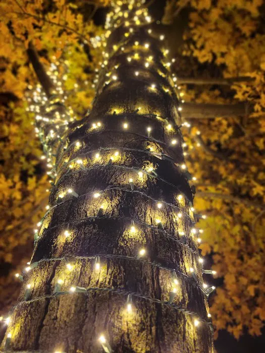 Holiday Bright Nights Picture 5