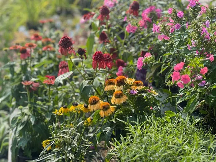 Monarch Nursery and Garden Center Picture 3