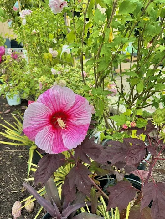 Monarch Nursery and Garden Center Picture 7
