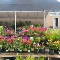Monarch Nursery and Garden Center ico