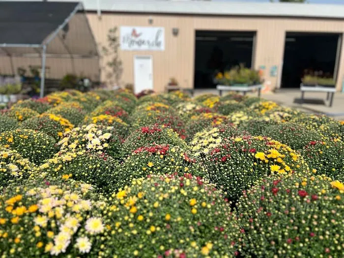 Monarch Nursery and Garden Center Picture 4