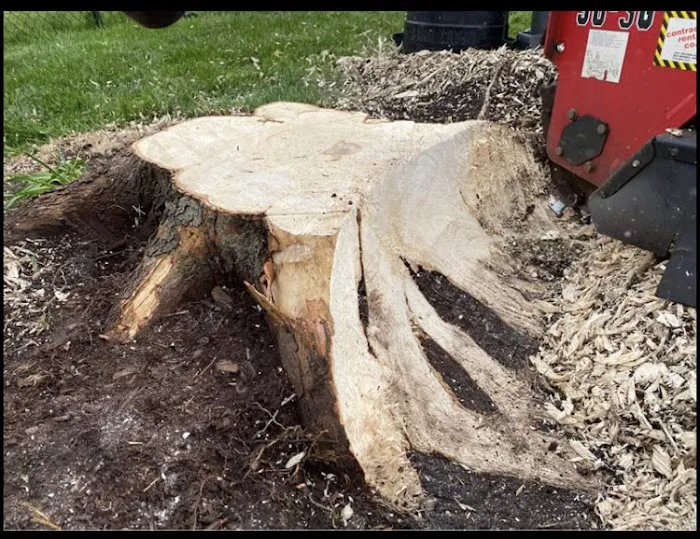 Guell Stump Grinding and Tree Service Picture 5