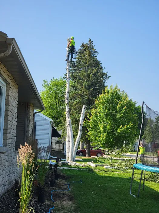 Guell Stump Grinding and Tree Service Picture 4