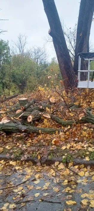 NCREDIBLE TREE + LANDSCAPING Picture 4