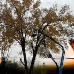 NCREDIBLE TREE + LANDSCAPING