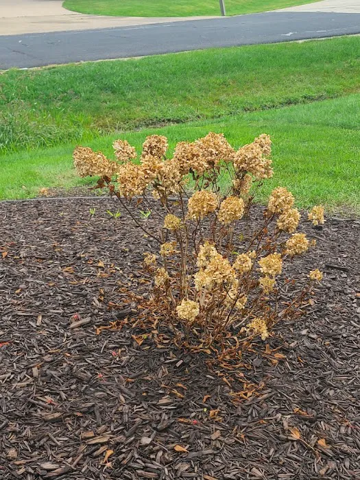 Bear Landscaping and Snow Removal LLC Picture 7