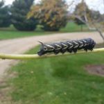 Meister's Tree & Landscaping