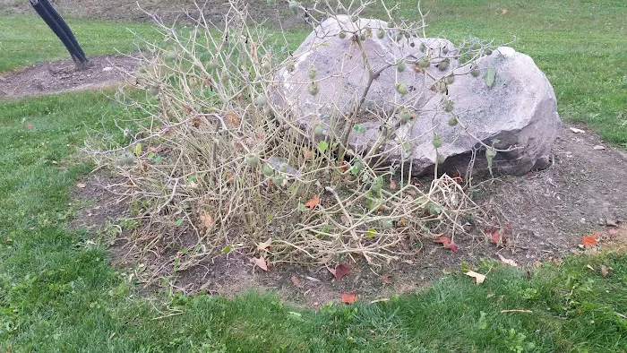 Meister's Tree & Landscaping Picture 4