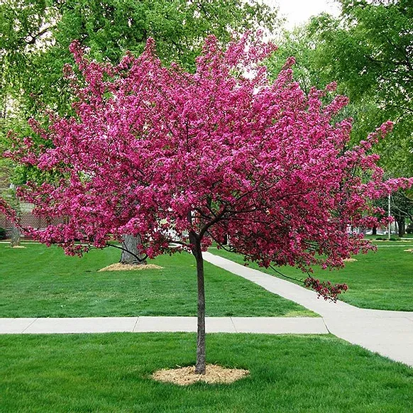 Professional Landscaping, LLC Picture 6