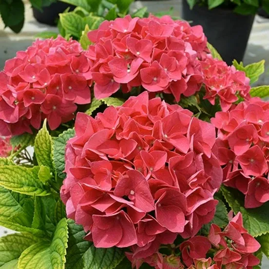 Professional Landscaping, LLC Picture 3