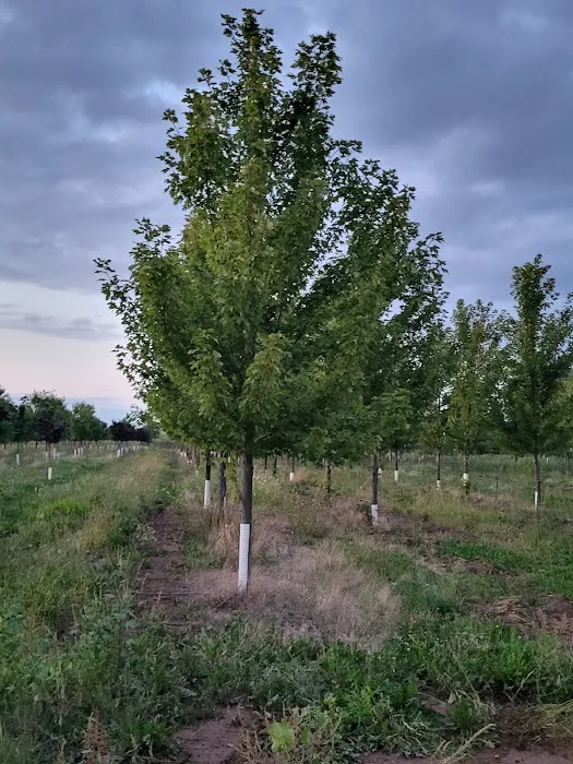 Turfsavers Tree Farm Picture 5