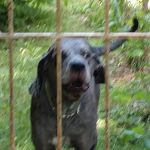 Sylvester Powell Landscaping