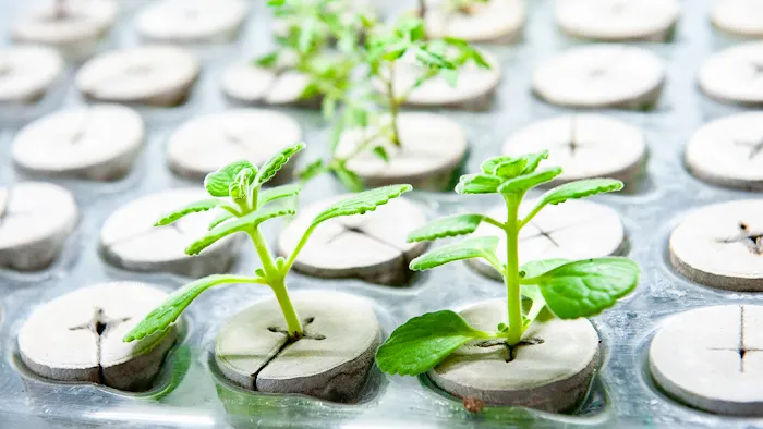 Maximum Grow Gardening Picture 7