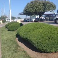 Pedraza Lawn and Landscaping llc ico
