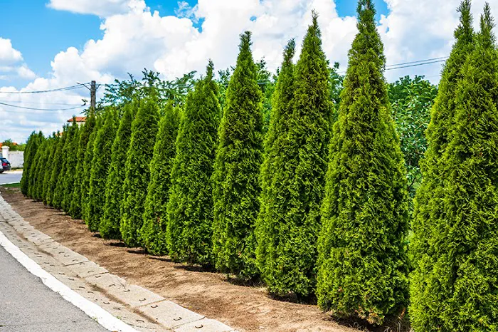 Green Acres Landscape & Design Inc Picture 3