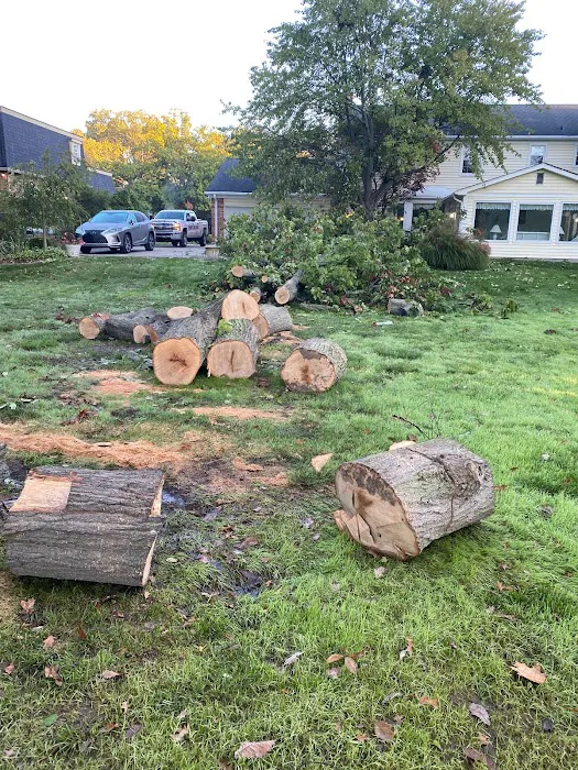 Stewarts Tree Service: Est 1980 Picture 10