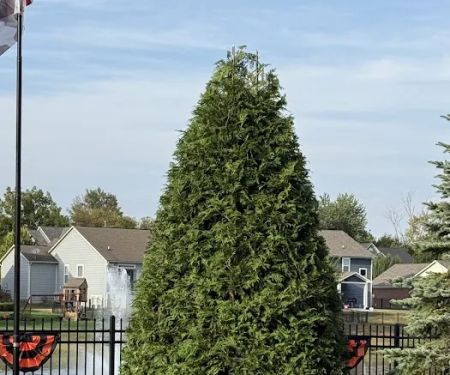 Lawns By Brad