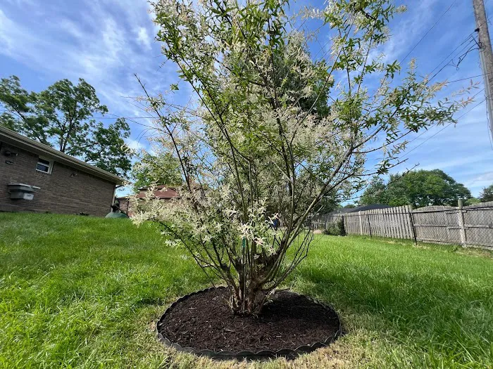 R&C Tree And Landscaping Picture 10