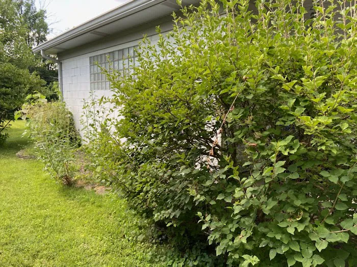 R&C Tree And Landscaping Picture 6