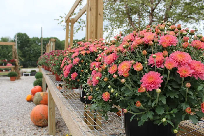 VIP Foliage & Landscaping Picture 6