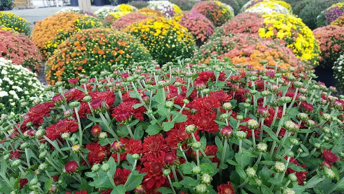 SWN Garden Center Picture 1
